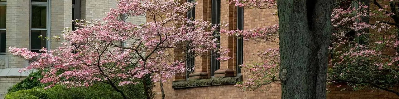 Flowers on campus