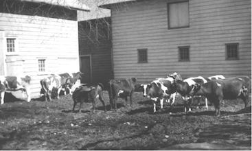 cows cows
