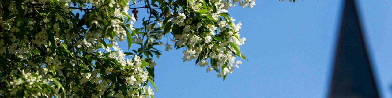 Flowers over presidents hall