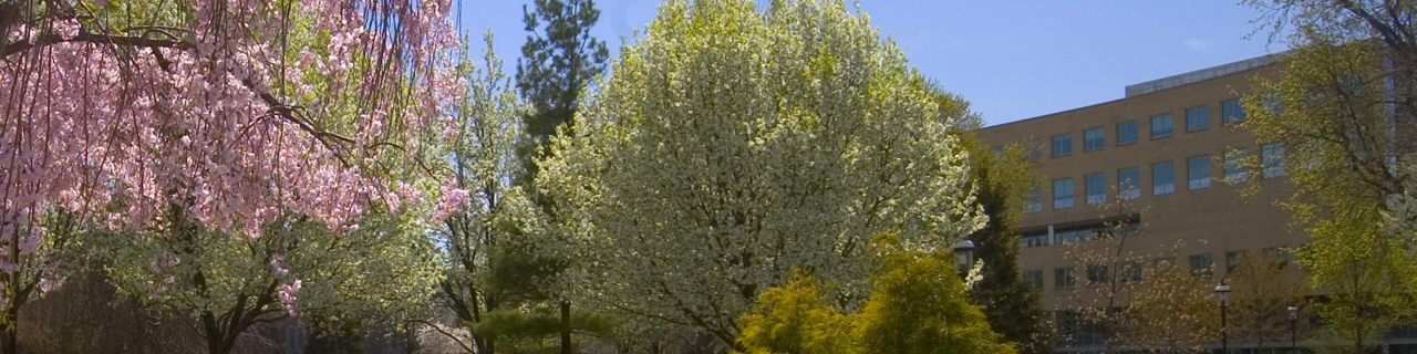 Flowering Tree on Campus