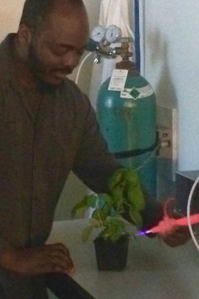 Daniel Piatek, Ph.D. candidate Sauvelson Auguste, and Professor Mary Berger working on their plants. Daniel Piatek, Ph.D. candidate Sauvelson Auguste, and Professor Mary Berger in the lab. Chemistry Ph.D. candidate Sauvelson Auguste working with sweet basil. 